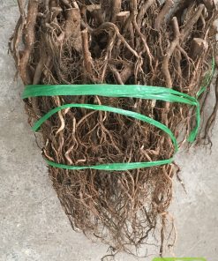 Lũa rễ rừng (1kg) 5
