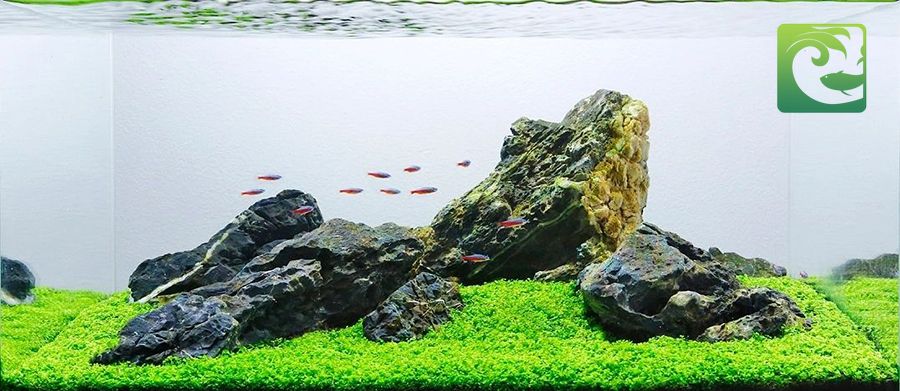 Thủy sinh phong cách iwagumi đơn giản mà đẹp, phong cách iwagumi, phong cách thuỷ sinh iwagumi, bể cá phong cách iwagumi, thủy sinh phong cách iwagumi, bể thủy sinh phong cách iwagumi, iwagumi là gì, bể iwagumi, cây thủy sinh