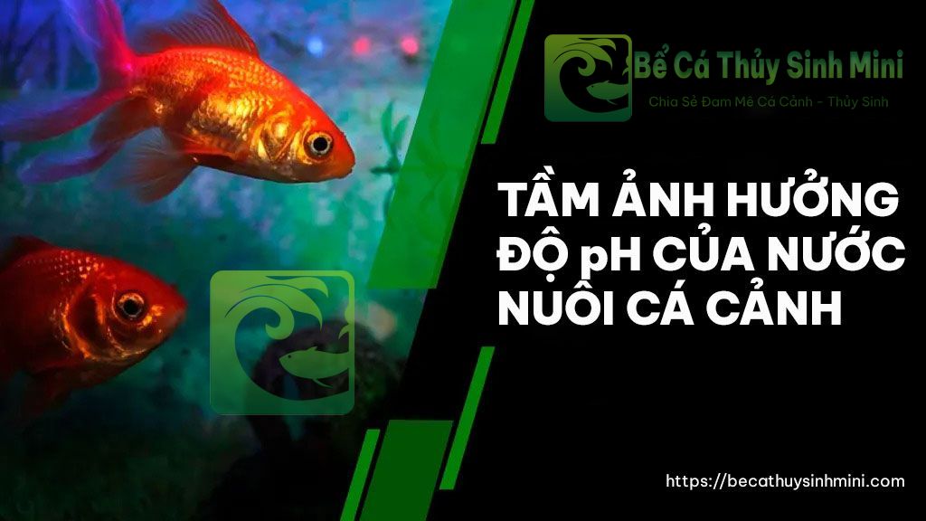 Tầm ảnh hưởng của độ pH của nước nuôi cá cảnh 10