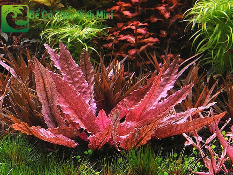 Các loại cây thủy sinh màu đỏ phổ biến dễ trồng, cây thủy sinh màu đỏ, cây thủy sinh lá đỏ